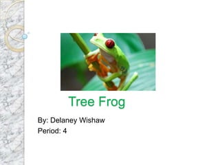 Tree Frog
By: Delaney Wishaw
Period: 4
 