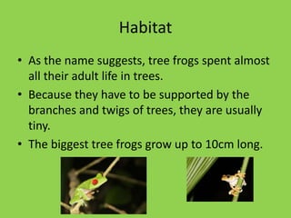 Habitat
• As the name suggests, tree frogs spent almost
all their adult life in trees.
• Because they have to be supported by the
branches and twigs of trees, they are usually
tiny.
• The biggest tree frogs grow up to 10cm long.