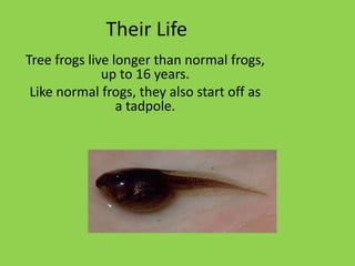 Their Life
Tree frogs live longer than normal frogs,
up to 16 years.
Like normal frogs, they also start off as
a tadpole.