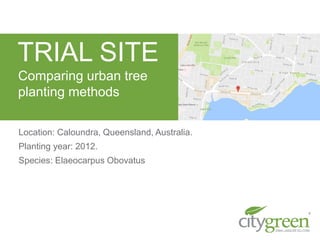 Location: Caloundra, Queensland, Australia.
Planting year: 2012.
Species: Elaeocarpus Obovatus
TRIAL SITE
Comparing urban tree
planting methods
 
