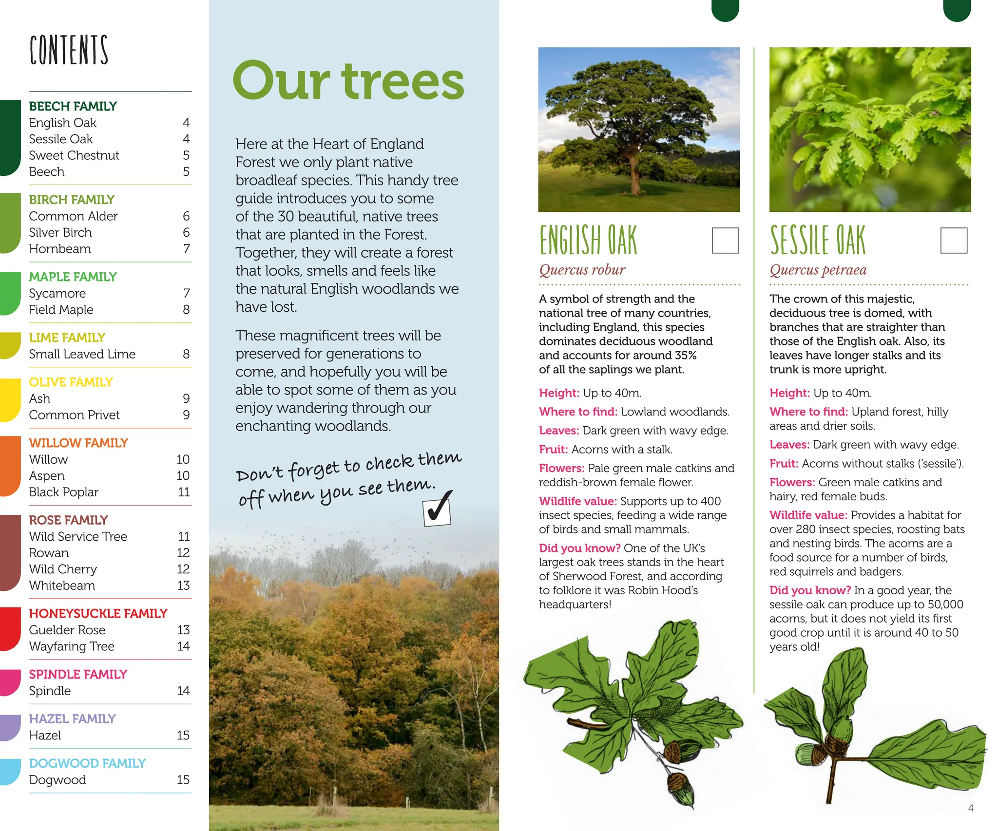 Here at the Heart of England
Forest we only plant native
broadleaf species. This handy tree
guide introduces you to some
of the 30 beautiful, native trees
that are planted in the Forest.
Together, they will create a forest
that looks, smells and feels like
the natural English woodlands we
have lost.
These magnificent trees will be
preserved for generations to
come, and hopefully you will be
able to spot some of them as you
enjoy wandering through our
enchanting woodlands.
Our trees
Don’t forget to check them
off when you see them.
✓
ENGLISHOAK
Quercus robur
A symbol of strength and the
national tree of many countries,
including England, this species
dominates deciduous woodland
and accounts for around 35%
of all the saplings we plant.
Height: Up to 40m.
Where to find: Lowland woodlands.
Leaves: Dark green with wavy edge.
Fruit: Acorns with a stalk.
Flowers: Pale green male catkins and
reddish-brown female flower.
Wildlife value: Supports up to 400
insect species, feeding a wide range
of birds and small mammals.
Did you know? One of the UK’s
largest oak trees stands in the heart
of Sherwood Forest, and according
to folklore it was Robin Hood’s
headquarters!
SESSILEOAK
Quercus petraea
The crown of this majestic,
deciduous tree is domed, with
branches that are straighter than
those of the English oak. Also, its
leaves have longer stalks and its
trunk is more upright.
Height: Up to 40m.
Where to find: Upland forest, hilly
areas and drier soils.
Leaves: Dark green with wavy edge.
Fruit: Acorns without stalks (‘sessile’).
Flowers: Green male catkins and
hairy, red female buds.
Wildlife value: Provides a habitat for
over 280 insect species, roosting bats
and nesting birds. The acorns are a
food source for a number of birds,
red squirrels and badgers.
Did you know? In a good year, the
sessile oak can produce up to 50,000
acorns, but it does not yield its first
good crop until it is around 40 to 50
years old!
CONTENTS
BEECH FAMILY
English Oak 4
Sessile Oak 4
Sweet Chestnut 5
Beech 5
BIRCH FAMILY
Common Alder 6
Silver Birch 6
Hornbeam 7
MAPLE FAMILY
Sycamore 7
Field Maple 8
LIME FAMILY
Small Leaved Lime 8
OLIVE FAMILY
Ash 9
Common Privet 9
WILLOW FAMILY
Willow 10
Aspen 10
Black Poplar 11
ROSE FAMILY
Wild Service Tree 11
Rowan 12
Wild Cherry 12
Whitebeam 13
HONEYSUCKLE FAMILY
Guelder Rose 13
Wayfaring Tree 14
SPINDLE FAMILY
Spindle 14
HAZEL FAMILY
Hazel 15
DOGWOOD FAMILY
Dogwood 15
4
 