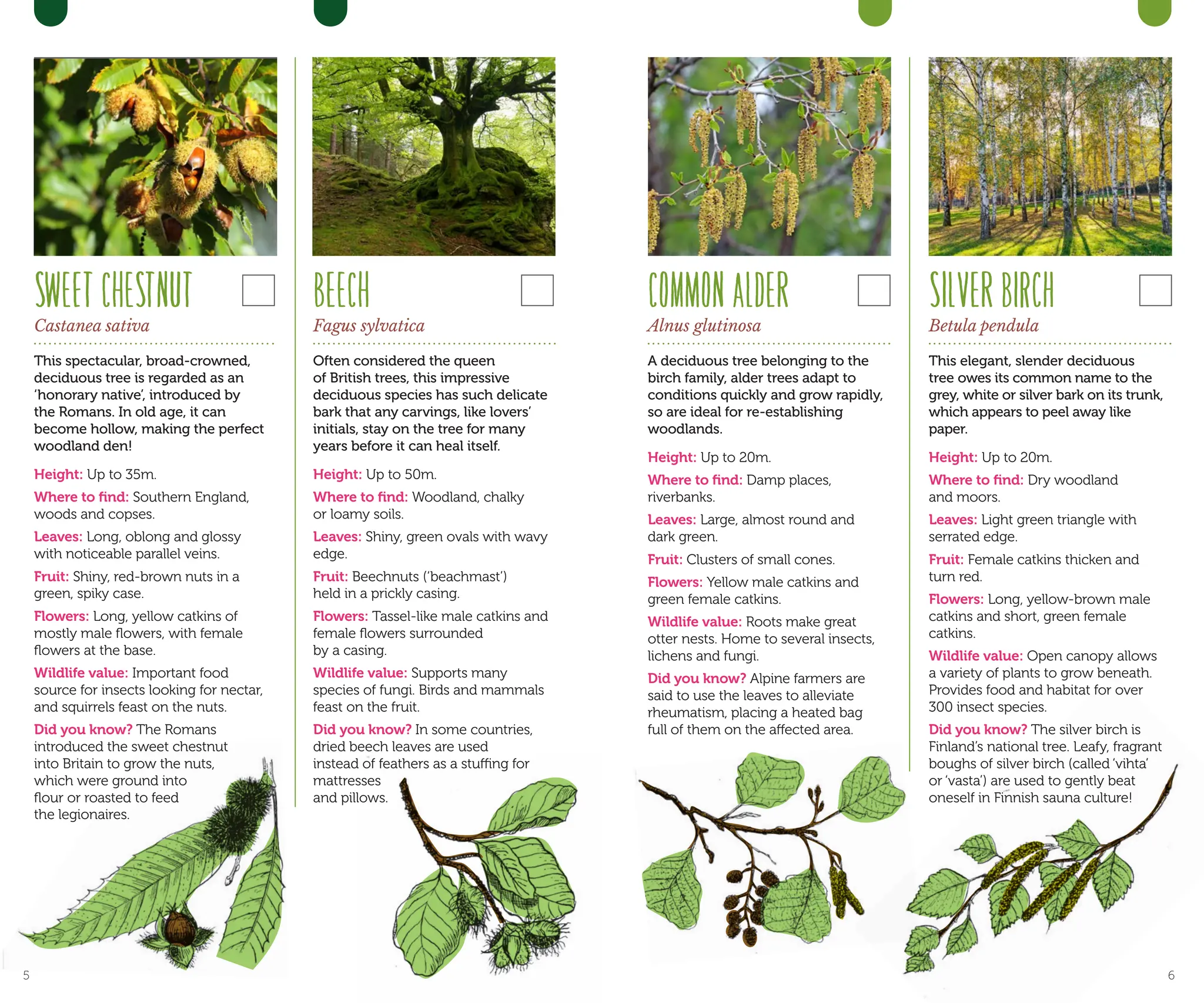 SWEETCHESTNUT
Castanea sativa
This spectacular, broad-crowned,
deciduous tree is regarded as an
‘honorary native’, introduced by
the Romans. In old age, it can
become hollow, making the perfect
woodland den!
Height: Up to 35m.
Where to find: Southern England,
woods and copses.
Leaves: Long, oblong and glossy
with noticeable parallel veins.
Fruit: Shiny, red-brown nuts in a
green, spiky case.
Flowers: Long, yellow catkins of
mostly male flowers, with female
flowers at the base.
Wildlife value: Important food
source for insects looking for nectar,
and squirrels feast on the nuts.
Did you know? The Romans
introduced the sweet chestnut
into Britain to grow the nuts,
which were ground into
flour or roasted to feed
the legionaires.
BEECH
Fagus sylvatica
Often considered the queen
of British trees, this impressive
deciduous species has such delicate
bark that any carvings, like lovers’
initials, stay on the tree for many
years before it can heal itself.
Height: Up to 50m.
Where to find: Woodland, chalky
or loamy soils.
Leaves: Shiny, green ovals with wavy
edge.
Fruit: Beechnuts (‘beachmast’)
held in a prickly casing.
Flowers: Tassel-like male catkins and
female flowers surrounded
by a casing.
Wildlife value: Supports many
species of fungi. Birds and mammals
feast on the fruit.
Did you know? In some countries,
dried beech leaves are used
instead of feathers as a stuffing for
mattresses
and pillows.
COMMONALDER
Alnus glutinosa
A deciduous tree belonging to the
birch family, alder trees adapt to
conditions quickly and grow rapidly,
so are ideal for re-establishing
woodlands.
Height: Up to 20m.
Where to find: Damp places,
riverbanks.
Leaves: Large, almost round and
dark green.
Fruit: Clusters of small cones.
Flowers: Yellow male catkins and
green female catkins.
Wildlife value: Roots make great
otter nests. Home to several insects,
lichens and fungi.
Did you know? Alpine farmers are
said to use the leaves to alleviate
rheumatism, placing a heated bag
full of them on the affected area.
SILVERBIRCH
Betula pendula
This elegant, slender deciduous
tree owes its common name to the
grey, white or silver bark on its trunk,
which appears to peel away like
paper.
Height: Up to 20m.
Where to find: Dry woodland
and moors.
Leaves: Light green triangle with
serrated edge.
Fruit: Female catkins thicken and
turn red.
Flowers: Long, yellow-brown male
catkins and short, green female
catkins.
Wildlife value: Open canopy allows
a variety of plants to grow beneath.
Provides food and habitat for over
300 insect species.
Did you know? The silver birch is
Finland’s national tree. Leafy, fragrant
boughs of silver birch (called ‘vihta’
or ‘vasta’) are used to gently beat
oneself in Finnish sauna culture!
5 6
 