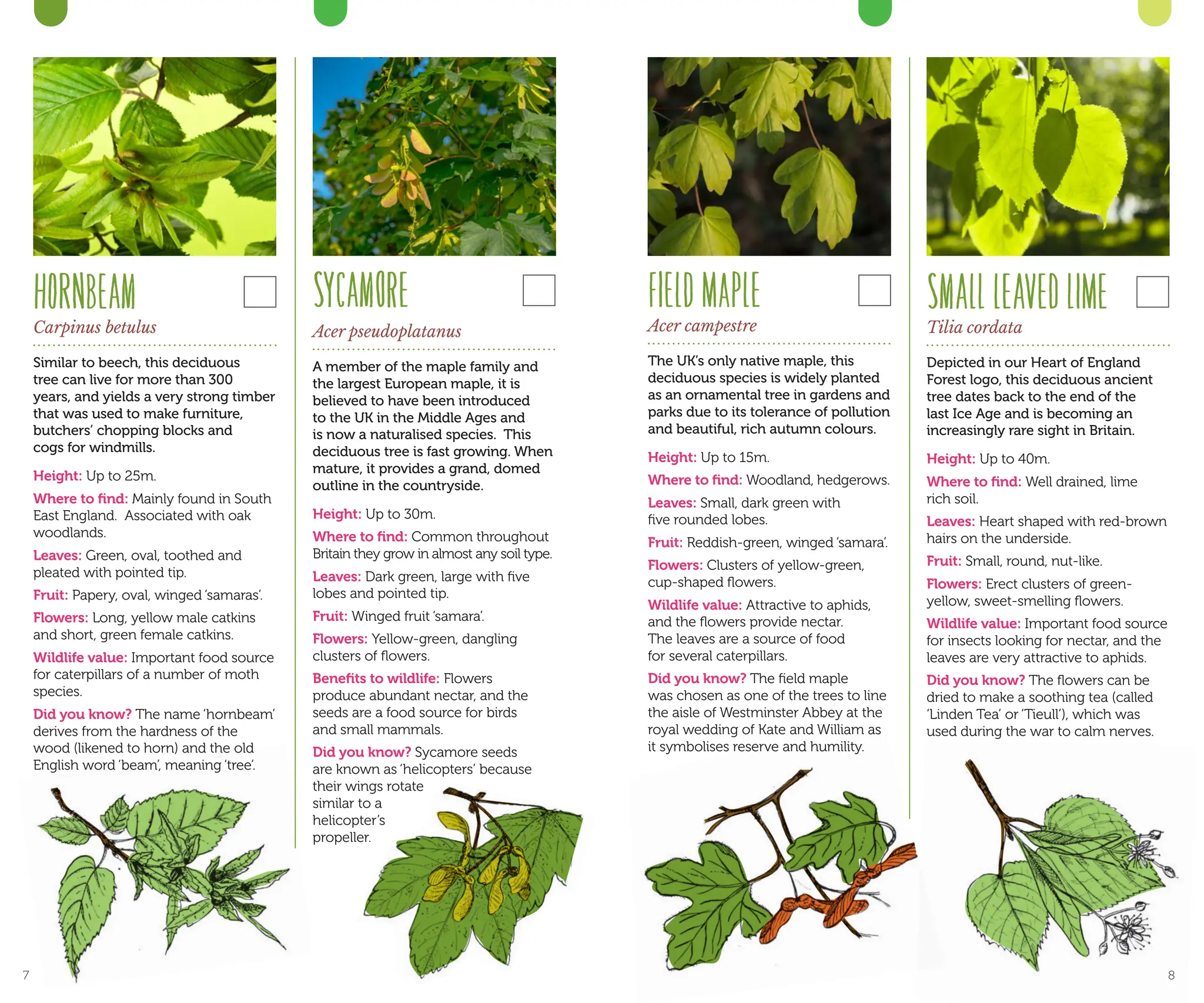 FIELDMAPLE
Acer campestre
The UK’s only native maple, this
deciduous species is widely planted
as an ornamental tree in gardens and
parks due to its tolerance of pollution
and beautiful, rich autumn colours.
Height: Up to 15m.
Where to find: Woodland, hedgerows.
Leaves: Small, dark green with
five rounded lobes.
Fruit: Reddish-green, winged ‘samara’.
Flowers: Clusters of yellow-green,
cup-shaped flowers.
Wildlife value: Attractive to aphids,
and the flowers provide nectar.
The leaves are a source of food
for several caterpillars.
Did you know? The field maple
was chosen as one of the trees to line
the aisle of Westminster Abbey at the
royal wedding of Kate and William as
it symbolises reserve and humility.
SMALLLEAVEDLIME
Tilia cordata
Depicted in our Heart of England
Forest logo, this deciduous ancient
tree dates back to the end of the
last Ice Age and is becoming an
increasingly rare sight in Britain.
Height: Up to 40m.
Where to find: Well drained, lime
rich soil.
Leaves: Heart shaped with red-brown
hairs on the underside.
Fruit: Small, round, nut-like.
Flowers: Erect clusters of green-
yellow, sweet-smelling flowers.
Wildlife value: Important food source
for insects looking for nectar, and the
leaves are very attractive to aphids.
Did you know? The flowers can be
dried to make a soothing tea (called
‘Linden Tea’ or ‘Tieull’), which was
used during the war to calm nerves.
HORNBEAM
Carpinus betulus
Similar to beech, this deciduous
tree can live for more than 300
years, and yields a very strong timber
that was used to make furniture,
butchers’ chopping blocks and
cogs for windmills.
Height: Up to 25m.
Where to find: Mainly found in South
East England. Associated with oak
woodlands.
Leaves: Green, oval, toothed and
pleated with pointed tip.
Fruit: Papery, oval, winged ‘samaras’.
Flowers: Long, yellow male catkins
and short, green female catkins.
Wildlife value: Important food source
for caterpillars of a number of moth
species.
Did you know? The name ‘hornbeam’
derives from the hardness of the
wood (likened to horn) and the old
English word ‘beam’, meaning ‘tree’.
SYCAMORE
Acer pseudoplatanus
A member of the maple family and
the largest European maple, it is
believed to have been introduced
to the UK in the Middle Ages and
is now a naturalised species. This
deciduous tree is fast growing. When
mature, it provides a grand, domed
outline in the countryside.
Height: Up to 30m.
Where to find: Common throughout
Britain they grow in almost any soil type.
Leaves: Dark green, large with five
lobes and pointed tip.
Fruit: Winged fruit ‘samara’.
Flowers: Yellow-green, dangling
clusters of flowers.
Benefits to wildlife: Flowers
produce abundant nectar, and the
seeds are a food source for birds
and small mammals.
Did you know? Sycamore seeds
are known as ‘helicopters’ because
their wings rotate
similar to a
helicopter’s
propeller.
7 8
 