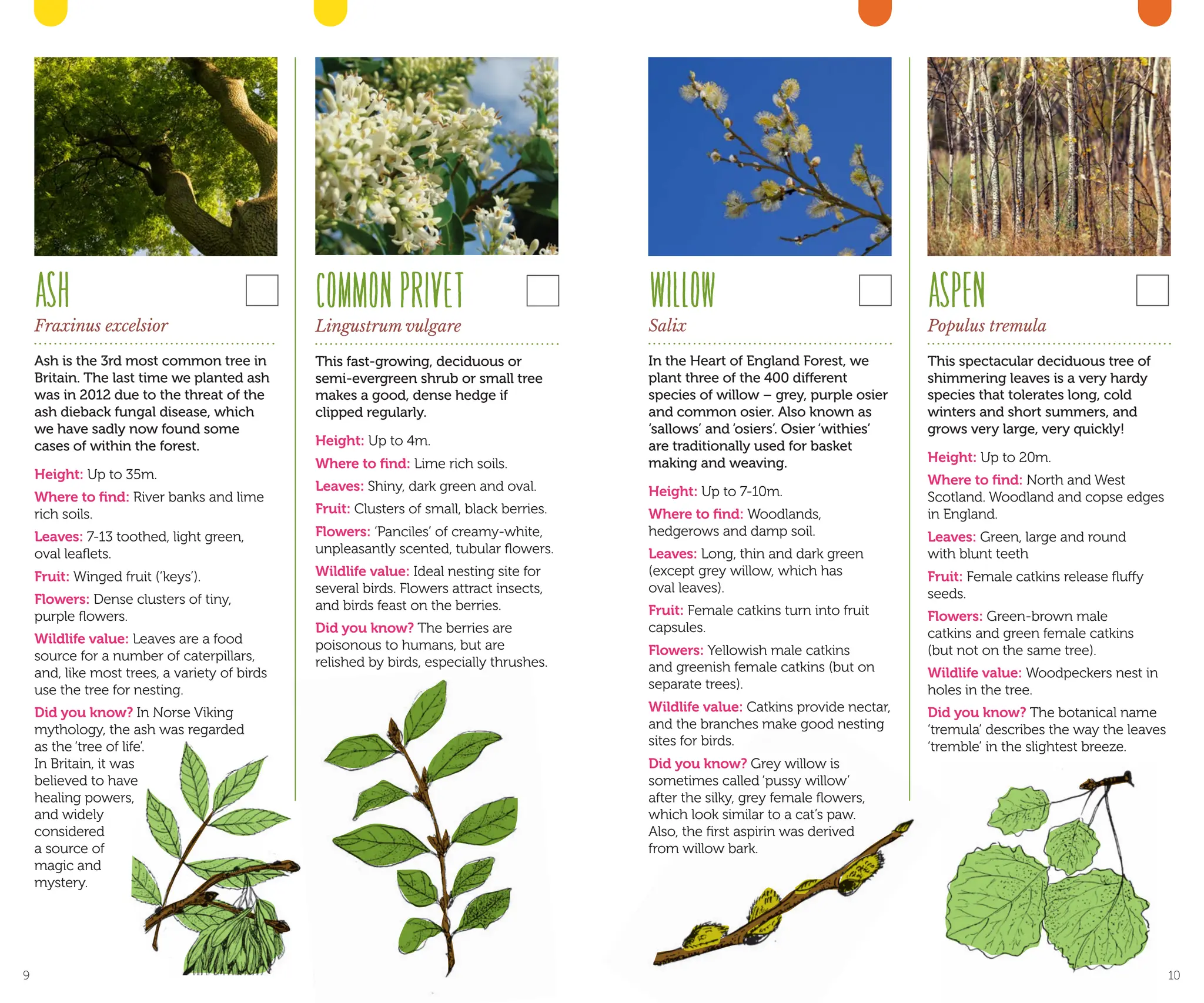 ASH
Fraxinus excelsior
Ash is the 3rd most common tree in
Britain. The last time we planted ash
was in 2012 due to the threat of the
ash dieback fungal disease, which
we have sadly now found some
cases of within the forest.
Height: Up to 35m.
Where to find: River banks and lime
rich soils.
Leaves: 7-13 toothed, light green,
oval leaflets.
Fruit: Winged fruit (‘keys’).
Flowers: Dense clusters of tiny,
purple flowers.
Wildlife value: Leaves are a food
source for a number of caterpillars,
and, like most trees, a variety of birds
use the tree for nesting.
Did you know? In Norse Viking
mythology, the ash was regarded
as the ‘tree of life’.
In Britain, it was
believed to have
healing powers,
and widely
considered
a source of
magic and
mystery.
WILLOW
Salix
In the Heart of England Forest, we
plant three of the 400 different
species of willow – grey, purple osier
and common osier. Also known as
‘sallows’ and ‘osiers’. Osier ‘withies’
are traditionally used for basket
making and weaving.
Height: Up to 7-10m.
Where to find: Woodlands,
hedgerows and damp soil.
Leaves: Long, thin and dark green
(except grey willow, which has
oval leaves).
Fruit: Female catkins turn into fruit
capsules.
Flowers: Yellowish male catkins
and greenish female catkins (but on
separate trees).
Wildlife value: Catkins provide nectar,
and the branches make good nesting
sites for birds.
Did you know? Grey willow is
sometimes called ‘pussy willow’
after the silky, grey female flowers,
which look similar to a cat’s paw.
Also, the first aspirin was derived
from willow bark.
ASPEN
Populus tremula
This spectacular deciduous tree of
shimmering leaves is a very hardy
species that tolerates long, cold
winters and short summers, and
grows very large, very quickly!
Height: Up to 20m.

Where to find: North and West
Scotland. Woodland and copse edges
in England.

Leaves: Green, large and round
with blunt teeth

Fruit: Female catkins release fluffy
seeds.

Flowers: Green-brown male
catkins and green female catkins
(but not on the same tree).

Wildlife value: Woodpeckers nest in
holes in the tree.

Did you know? The botanical name
‘tremula’ describes the way the leaves
‘tremble’ in the slightest breeze.
COMMONPRIVET
Lingustrum vulgare
This fast-growing, deciduous or
semi-evergreen shrub or small tree
makes a good, dense hedge if
clipped regularly.
Height: Up to 4m.
Where to find: Lime rich soils.
Leaves: Shiny, dark green and oval.
Fruit: Clusters of small, black berries.
Flowers: ‘Panciles’ of creamy-white,
unpleasantly scented, tubular flowers.
Wildlife value: Ideal nesting site for
several birds. Flowers attract insects,
and birds feast on the berries.
Did you know? The berries are
poisonous to humans, but are
relished by birds, especially thrushes.
9 10
 