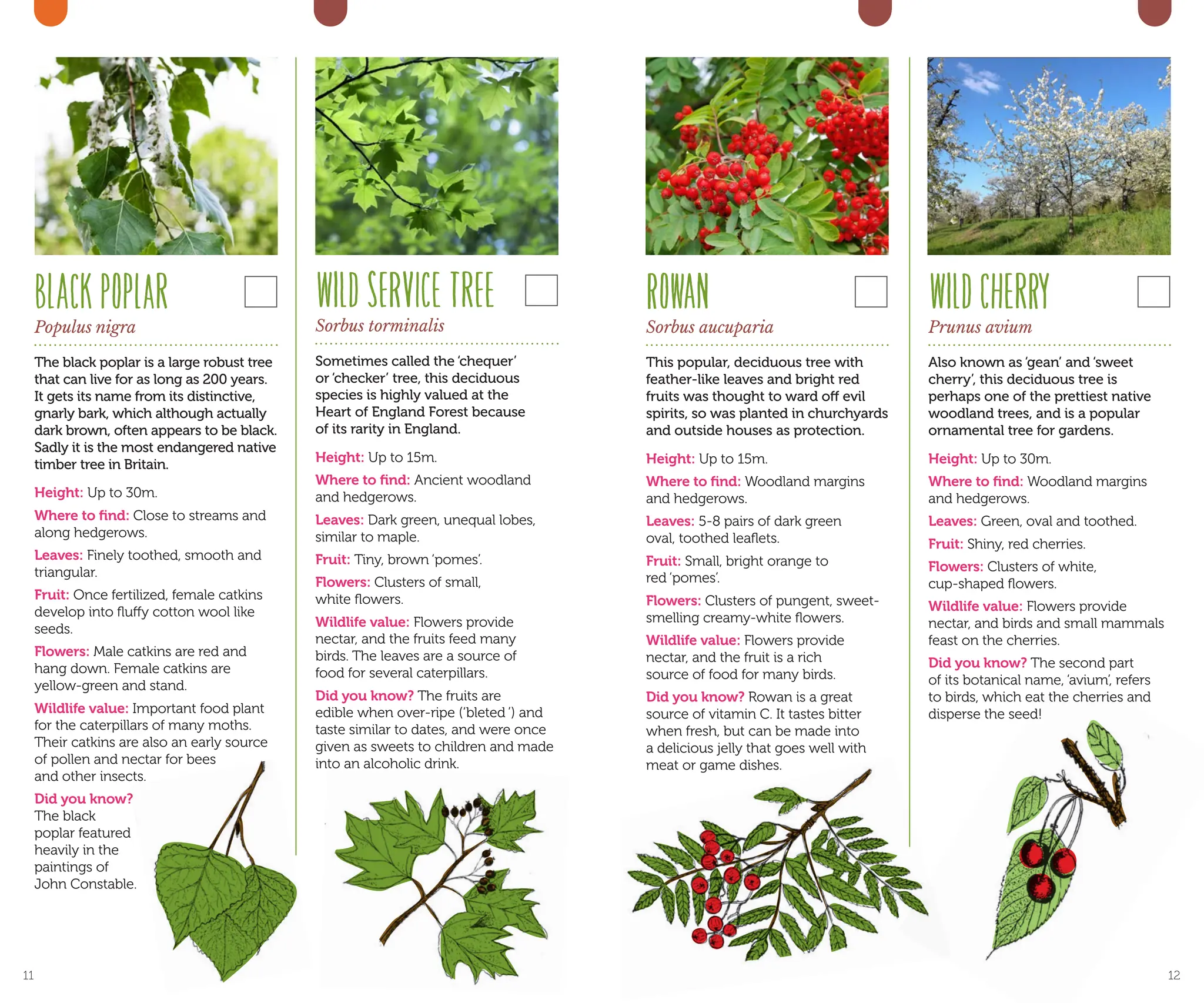 ROWAN
Sorbus aucuparia
This popular, deciduous tree with
feather-like leaves and bright red
fruits was thought to ward off evil
spirits, so was planted in churchyards
and outside houses as protection.
Height: Up to 15m.
Where to find: Woodland margins
and hedgerows.
Leaves: 5-8 pairs of dark green
oval, toothed leaflets.
Fruit: Small, bright orange to
red ‘pomes’.
Flowers: Clusters of pungent, sweet-
smelling creamy-white flowers.
Wildlife value: Flowers provide
nectar, and the fruit is a rich
source of food for many birds.
Did you know? Rowan is a great
source of vitamin C. It tastes bitter
when fresh, but can be made into
a delicious jelly that goes well with
meat or game dishes.
WILDCHERRY
Prunus avium
Also known as ‘gean’ and ‘sweet
cherry’, this deciduous tree is
perhaps one of the prettiest native
woodland trees, and is a popular
ornamental tree for gardens.
Height: Up to 30m.
Where to find: Woodland margins
and hedgerows.
Leaves: Green, oval and toothed.
Fruit: Shiny, red cherries.
Flowers: Clusters of white,
cup-shaped flowers.
Wildlife value: Flowers provide
nectar, and birds and small mammals
feast on the cherries.
Did you know? The second part
of its botanical name, ‘avium’, refers
to birds, which eat the cherries and
disperse the seed!
WILDSERVICETREE
Sorbus torminalis
Sometimes called the ‘chequer’
or ‘checker’ tree, this deciduous
species is highly valued at the
Heart of England Forest because
of its rarity in England.
Height: Up to 15m.
Where to find: Ancient woodland
and hedgerows.
Leaves: Dark green, unequal lobes,
similar to maple.
Fruit: Tiny, brown ‘pomes’.
Flowers: Clusters of small,
white flowers.
Wildlife value: Flowers provide
nectar, and the fruits feed many
birds. The leaves are a source of
food for several caterpillars.
Did you know? The fruits are
edible when over-ripe (‘bleted ’) and
taste similar to dates, and were once
given as sweets to children and made
into an alcoholic drink.
BLACKPOPLAR
Populus nigra
The black poplar is a large robust tree
that can live for as long as 200 years.
It gets its name from its distinctive,
gnarly bark, which although actually
dark brown, often appears to be black.
Sadly it is the most endangered native
timber tree in Britain.
Height: Up to 30m.
Where to find: Close to streams and
along hedgerows.
Leaves: Finely toothed, smooth and
triangular.
Fruit: Once fertilized, female catkins
develop into fluffy cotton wool like
seeds.
Flowers: Male catkins are red and
hang down. Female catkins are
yellow-green and stand.
Wildlife value: Important food plant
for the caterpillars of many moths.
Their catkins are also an early source
of pollen and nectar for bees
and other insects.
Did you know?
The black
poplar featured
heavily in the
paintings of
John Constable.
11 12
 