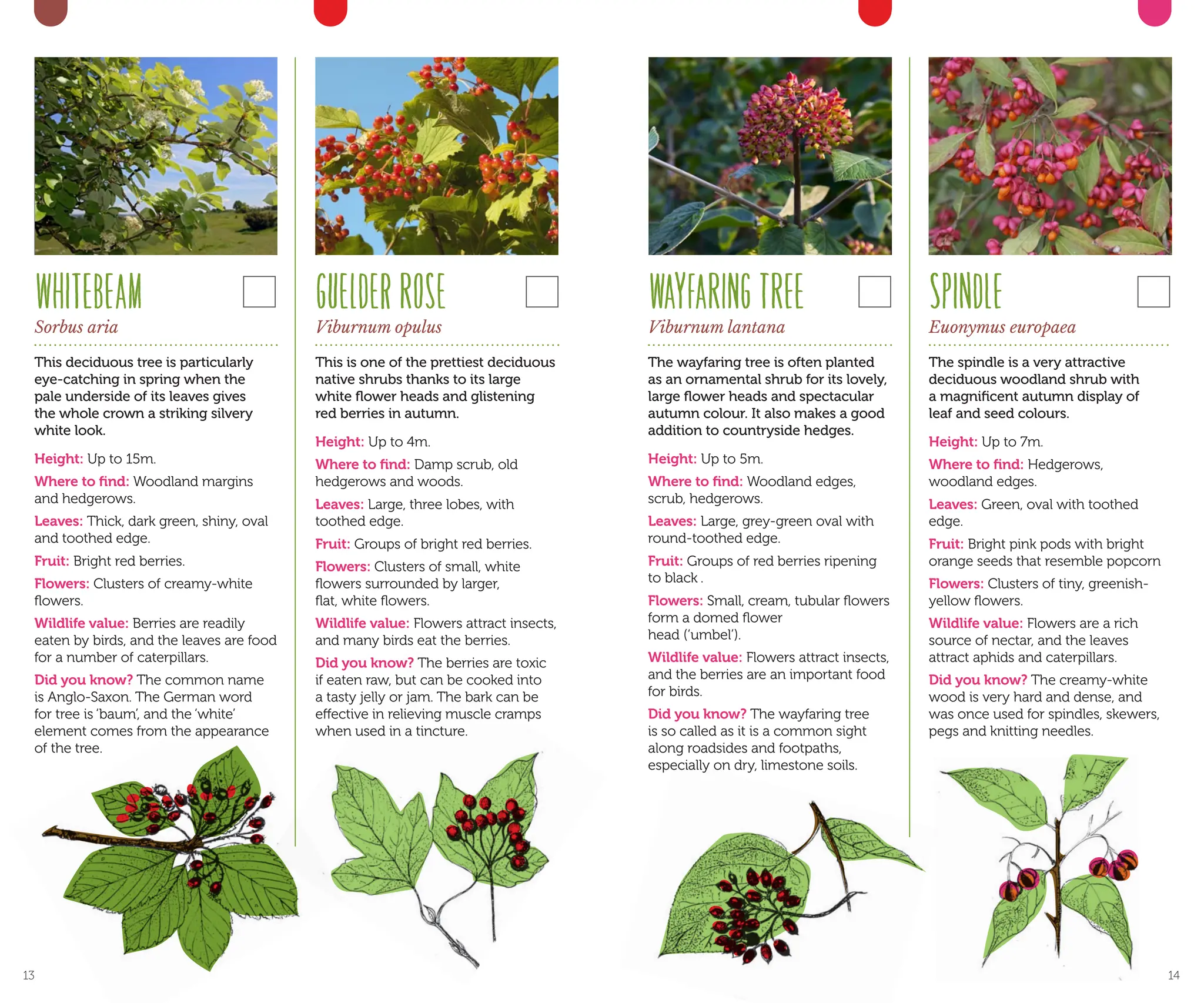 WAYFARINGTREE
Viburnum lantana
The wayfaring tree is often planted
as an ornamental shrub for its lovely,
large flower heads and spectacular
autumn colour. It also makes a good
addition to countryside hedges.
Height: Up to 5m.
Where to find: Woodland edges,
scrub, hedgerows.
Leaves: Large, grey-green oval with
round-toothed edge.
Fruit: Groups of red berries ripening
to black .
Flowers: Small, cream, tubular flowers
form a domed flower
head (‘umbel’).
Wildlife value: Flowers attract insects,
and the berries are an important food
for birds.
Did you know? The wayfaring tree
is so called as it is a common sight
along roadsides and footpaths,
especially on dry, limestone soils.
SPINDLE
Euonymus europaea
The spindle is a very attractive
deciduous woodland shrub with
a magnificent autumn display of
leaf and seed colours.
Height: Up to 7m.
Where to find: Hedgerows,
woodland edges.
Leaves: Green, oval with toothed
edge.
Fruit: Bright pink pods with bright
orange seeds that resemble popcorn
Flowers: Clusters of tiny, greenish-
yellow flowers.
Wildlife value: Flowers are a rich
source of nectar, and the leaves
attract aphids and caterpillars.
Did you know? The creamy-white
wood is very hard and dense, and
was once used for spindles, skewers,
pegs and knitting needles.
GUELDERROSE
Viburnum opulus
This is one of the prettiest deciduous
native shrubs thanks to its large
white flower heads and glistening
red berries in autumn.
Height: Up to 4m.
Where to find: Damp scrub, old
hedgerows and woods.
Leaves: Large, three lobes, with
toothed edge.		
Fruit: Groups of bright red berries.
Flowers: Clusters of small, white
flowers surrounded by larger,
flat, white flowers.
Wildlife value: Flowers attract insects,
and many birds eat the berries.
Did you know? The berries are toxic
if eaten raw, but can be cooked into
a tasty jelly or jam. The bark can be
effective in relieving muscle cramps
when used in a tincture.
WHITEBEAM
Sorbus aria
This deciduous tree is particularly
eye-catching in spring when the
pale underside of its leaves gives
the whole crown a striking silvery
white look.
Height: Up to 15m.
Where to find: Woodland margins
and hedgerows.
Leaves: Thick, dark green, shiny, oval
and toothed edge.
Fruit: Bright red berries.
Flowers: Clusters of creamy-white
flowers.
Wildlife value: Berries are readily
eaten by birds, and the leaves are food
for a number of caterpillars.
Did you know? The common name
is Anglo-Saxon. The German word
for tree is ‘baum’, and the ‘white’
element comes from the appearance
of the tree.
13 14
 