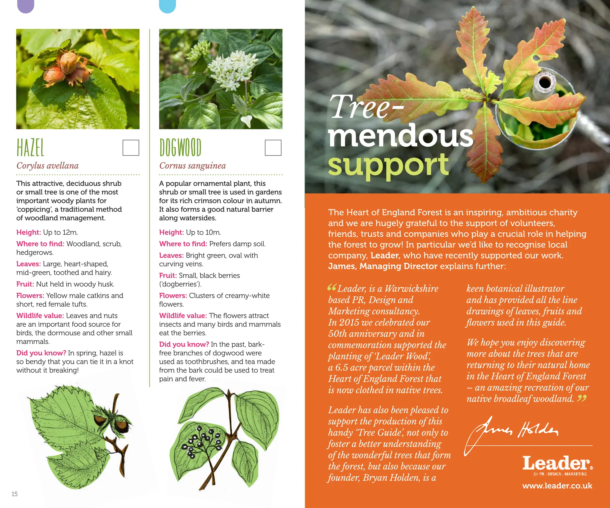 The Heart of England Forest is an inspiring, ambitious charity
and we are hugely grateful to the support of volunteers,
friends, trusts and companies who play a crucial role in helping
the forest to grow! In particular we’d like to recognise local
company, Leader, who have recently supported our work.
James, Managing Director explains further:
Tree-
mendous
support
Leader, is a Warwickshire
based PR, Design and
Marketing consultancy.
In 2015 we celebrated our
50th anniversary and in
commemoration supported the
planting of ‘Leader Wood’,
a 6.5 acre parcel within the
Heart of England Forest that
is now clothed in native trees.
Leader has also been pleased to
support the production of this
handy ‘Tree Guide’, not only to
foster a better understanding
of the wonderful trees that form
the forest, but also because our
founder, Bryan Holden, is a
keen botanical illustrator
and has provided all the line
drawings of leaves, fruits and
flowers used in this guide.
We hope you enjoy discovering
more about the trees that are
returning to their natural home
in the Heart of England Forest
– an amazing recreation of our
native broadleaf woodland.
“
DOGWOOD
Cornus sanguinea
A popular ornamental plant, this
shrub or small tree is used in gardens
for its rich crimson colour in autumn.
It also forms a good natural barrier
along watersides.
Height: Up to 10m.
Where to find: Prefers damp soil.
Leaves: Bright green, oval with
curving veins.
Fruit: Small, black berries
(‘dogberries’).
Flowers: Clusters of creamy-white
flowers.
Wildlife value: The flowers attract
insects and many birds and mammals
eat the berries.
Did you know? In the past, bark-
free branches of dogwood were
used as toothbrushes, and tea made
from the bark could be used to treat
pain and fever.
HAZEL
Corylus avellana
This attractive, deciduous shrub
or small tree is one of the most
important woody plants for
‘coppicing’, a traditional method
of woodland management.
Height: Up to 12m.
Where to find: Woodland, scrub,
hedgerows.
Leaves: Large, heart-shaped,
mid-green, toothed and hairy.
Fruit: Nut held in woody husk.
Flowers: Yellow male catkins and
short, red female tufts.
Wildlife value: Leaves and nuts
are an important food source for
birds, the dormouse and other small
mammals.
Did you know? In spring, hazel is
so bendy that you can tie it in a knot
without it breaking!
”
www.leader.co.uk
15
 