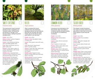 SWEETCHESTNUT
Castanea sativa
This spectacular, broad-crowned,
deciduous tree is regarded as an
‘honorary native’, introduced by
the Romans. In old age, it can
become hollow, making the perfect
woodland den!
Height: Up to 35m.
Where to find: Southern England,
woods and copses.
Leaves: Long, oblong and glossy
with noticeable parallel veins.
Fruit: Shiny, red-brown nuts in a
green, spiky case.
Flowers: Long, yellow catkins of
mostly male flowers, with female
flowers at the base.
Wildlife value: Important food
source for insects looking for nectar,
and squirrels feast on the nuts.
Did you know? The Romans
introduced the sweet chestnut
into Britain to grow the nuts,
which were ground into
flour or roasted to feed
the legionaires.
BEECH
Fagus sylvatica
Often considered the queen
of British trees, this impressive
deciduous species has such delicate
bark that any carvings, like lovers’
initials, stay on the tree for many
years before it can heal itself.
Height: Up to 50m.
Where to find: Woodland, chalky
or loamy soils.
Leaves: Shiny, green ovals with wavy
edge.
Fruit: Beechnuts (‘beachmast’)
held in a prickly casing.
Flowers: Tassel-like male catkins and
female flowers surrounded
by a casing.
Wildlife value: Supports many
species of fungi. Birds and mammals
feast on the fruit.
Did you know? In some countries,
dried beech leaves are used
instead of feathers as a stuffing for
mattresses
and pillows.
COMMONALDER
Alnus glutinosa
A deciduous tree belonging to the
birch family, alder trees adapt to
conditions quickly and grow rapidly,
so are ideal for re-establishing
woodlands.
Height: Up to 20m.
Where to find: Damp places,
riverbanks.
Leaves: Large, almost round and
dark green.
Fruit: Clusters of small cones.
Flowers: Yellow male catkins and
green female catkins.
Wildlife value: Roots make great
otter nests. Home to several insects,
lichens and fungi.
Did you know? Alpine farmers are
said to use the leaves to alleviate
rheumatism, placing a heated bag
full of them on the affected area.
SILVERBIRCH
Betula pendula
This elegant, slender deciduous
tree owes its common name to the
grey, white or silver bark on its trunk,
which appears to peel away like
paper.
Height: Up to 20m.
Where to find: Dry woodland
and moors.
Leaves: Light green triangle with
serrated edge.
Fruit: Female catkins thicken and
turn red.
Flowers: Long, yellow-brown male
catkins and short, green female
catkins.
Wildlife value: Open canopy allows
a variety of plants to grow beneath.
Provides food and habitat for over
300 insect species.
Did you know? The silver birch is
Finland’s national tree. Leafy, fragrant
boughs of silver birch (called ‘vihta’
or ‘vasta’) are used to gently beat
oneself in Finnish sauna culture!
5 6
 