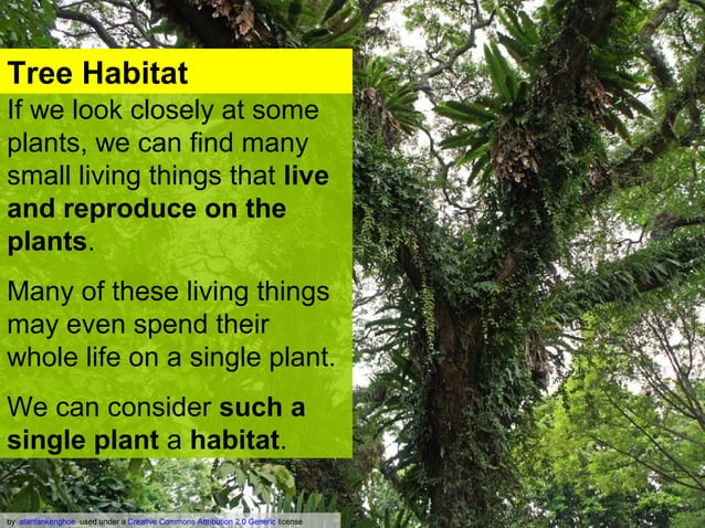 Tree habitat | PPT | Gardening | Home & Garden