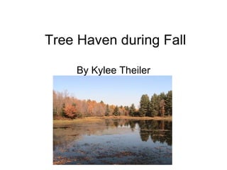 Tree Haven during Fall By Kylee Theiler 