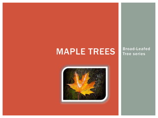 MAPLE TREES

Broad-Leafed
Tree series

 