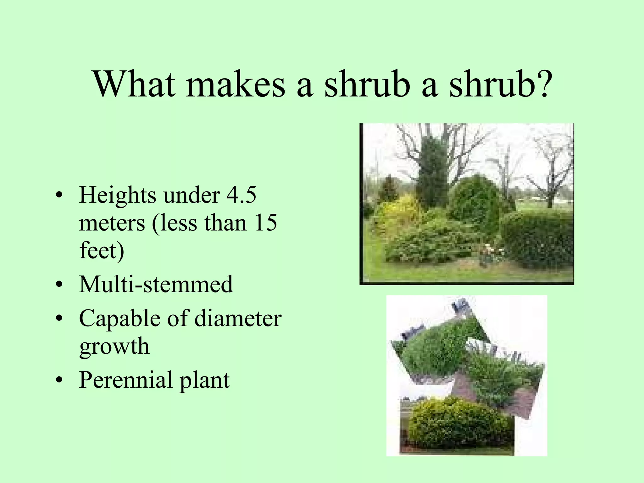 Tree Identification | PPT