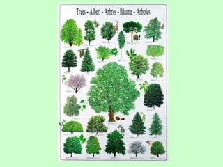 Tree Identification | PPT