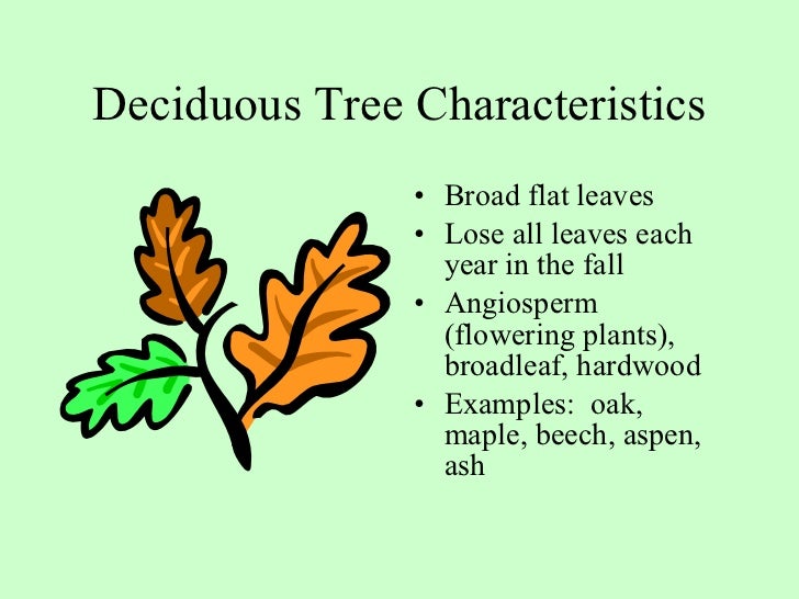 Tree Identification