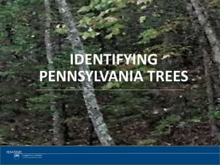 1 
IDENTIFYING 
PENNSYLVANIA TREES 
 
