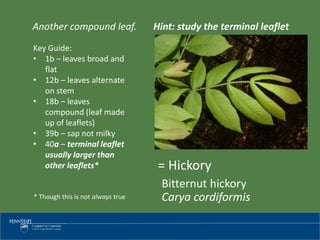 Tree identification | PPTX
