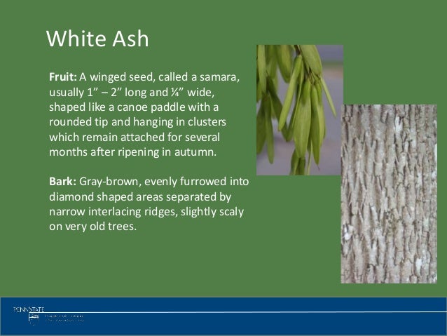 tree identification identify ash trees