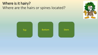 Where is it hairy?
Where are the hairs or spines located?
BottomTop Stem
 