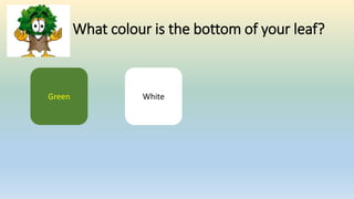 What colour is the bottom of your leaf?
Green White
 