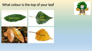 What colour is the top of your leaf
Light
Green
Dark Green
YellowOrange
 