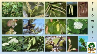 F
l
o
w
e
r
s
 