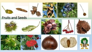 Fruits and Seeds
 