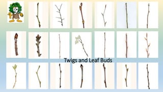 Twigs and Leaf Buds
 