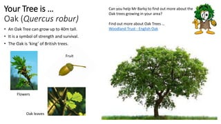 Your Tree is …
Oak (Quercus robur)
• An Oak Tree can grow up to 40m tall.
• It is a symbol of strength and survival.
• The Oak is ‘king’ of British trees.
Find out more about Oak Trees …
Woodland Trust - English Oak
Can you help Mr Barky to find out more about the
Oak trees growing in your area?
Flowers
Fruit
Oak leaves
 