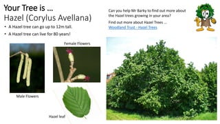 Your Tree is …
Hazel (Corylus Avellana)
• A Hazel tree can go up to 12m tall.
• A Hazel tree can live for 80 years!
Can you help Mr Barky to find out more about
the Hazel trees growing in your area?
Find out more about Hazel Trees …
Woodland Trust - Hazel Trees
Male Flowers
Female Flowers
Hazel leaf
 