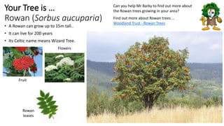 • A Rowan can grow up to 15m tall..
• It can live for 200 years
• Its Celtic name means Wizard Tree.
Can you help Mr Barky to find out more about
the Rowan trees growing in your area?
Find out more about Rowan trees …
Woodland Trust - Rowan Trees
Your Tree is …
Rowan (Sorbus aucuparia)
Fruit
Flowers
Rowan
leaves
 