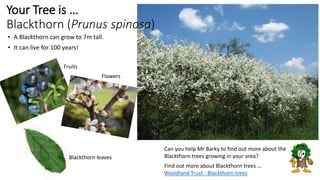 • A Blackthorn can grow to 7m tall.
• It can live for 100 years!
Can you help Mr Barky to find out more about the
Blackthorn trees growing in your area?
Find out more about Blackthorn trees …
Woodland Trust - Blackthorn trees
Your Tree is …
Blackthorn (Prunus spinosa)
Flowers
Fruits
Blackthorn leaves
 