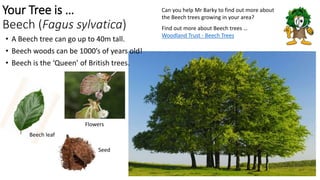 • A Beech tree can go up to 40m tall.
• Beech woods can be 1000’s of years old!
• Beech is the ‘Queen’ of British trees.
Can you help Mr Barky to find out more about
the Beech trees growing in your area?
Find out more about Beech trees …
Woodland Trust - Beech Trees
Your Tree is …
Beech (Fagus sylvatica)
Flowers
Seed
Beech leaf
 