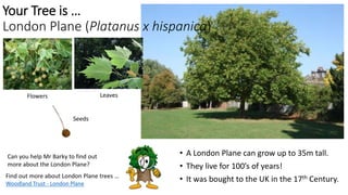 • A London Plane can grow up to 35m tall.
• They live for 100’s of years!
• It was bought to the UK in the 17th Century.
Can you help Mr Barky to find out
more about the London Plane?
Find out more about London Plane trees …
Woodland Trust - London Plane
Your Tree is …
London Plane (Platanus x hispanica)
Seeds
Flowers Leaves
 