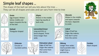 Simple leaf shapes ..
The shape of the leaf can tell you lots about the tree ...
They can be all shapes and sizes and can vary from tree to tree
Lanceolate/Linear
Long and thin or
lance-shaped. Three
times longer than
wide.
Cordate
Heart shaped
Oblong
Longer than wider,
nearly parallel sides
might have a
pointed tip.
Deltoid
Triangular-shaped
Elliptic
Widest in the middle
tapering equally at
both ends
Obovate
Widest in the middle
and tapers towards
the base. Opposite
to ovate
Lobed
Edge of leaf has
finger-like indents
that don’t come
from the centre
Palmately Lobed
Edge of leaf has
finger-like indents
that come from
the centre.
Ovate
Egg-shaped. Widest
below middle and
tapers towards the tip
of the leaf.
Orbicular
Circular or
rounded outline.
 