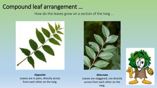 Compound leaf arrangement …
Opposite
Leaves are in pairs, directly across
from each other on the twig.
Alternate
Leaves are staggered, not directly
across from each other on the
twig.
How do the leaves grow on a section of the twig …
 