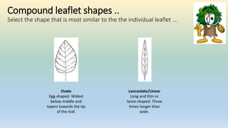 Compound leaflet shapes ..
Select the shape that is most similar to the the individual leaflet …
Lanceolate/Linear
Long and thin or
lance-shaped. Three
times longer than
wide.
Ovate
Egg-shaped. Widest
below middle and
tapers towards the tip
of the leaf.
 