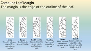 Compund Leaf Margin
The margin is the edge or the outline of the leaf.
Serrate
Saw-like teeth
around the edge
Doubly Serrate
Each tooth on the
serrate margin
also has its own
teeth
Lobed
Deep indentations
around the edge
that don’t go right
into the central
vein
Entire
Smooth, unbroken
edge with no
indentation or
notches
Crenate
Blunt, rounded
teeth around
the edge of the
leaf
Undulate
Wavy or soft
wavy edge of
the leaf
 