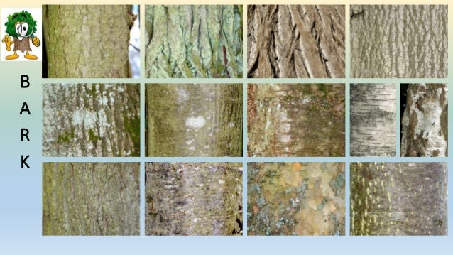 wallpapers Tree Bark Identification Pictures tree identification