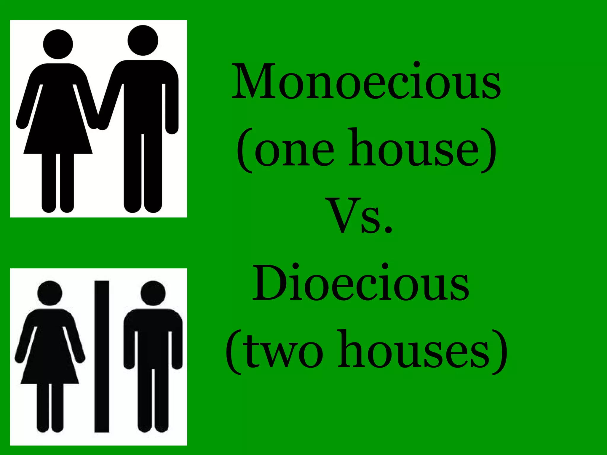 Pinnately compound leaf
Black Walnut
 