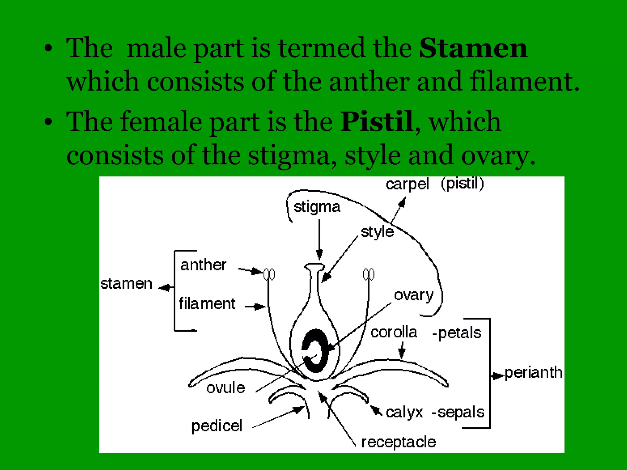 Opposite leaves
Maples
MADCapBuckHorse
 