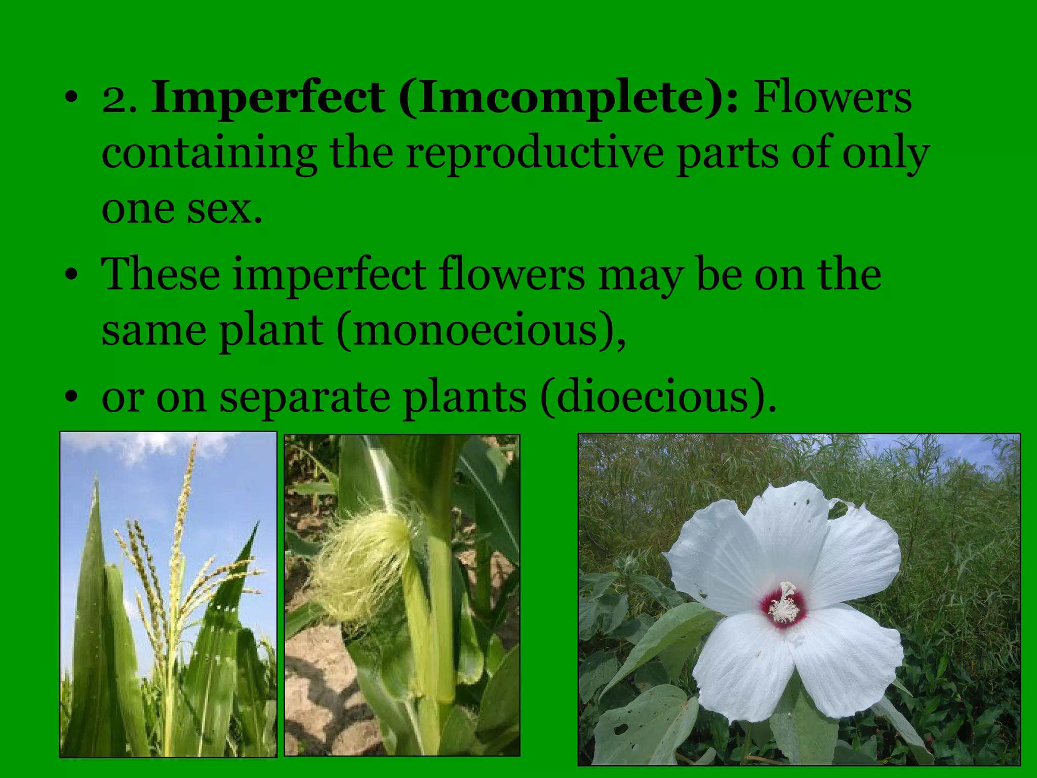 Exceptions to the rule:
1. Bladdernut
2. Euonymous (Wahoo)
3. Wild Hydrangea
4. Catalpa
5. Buttonbush
4. Catalpa
5. Buttonbush
 