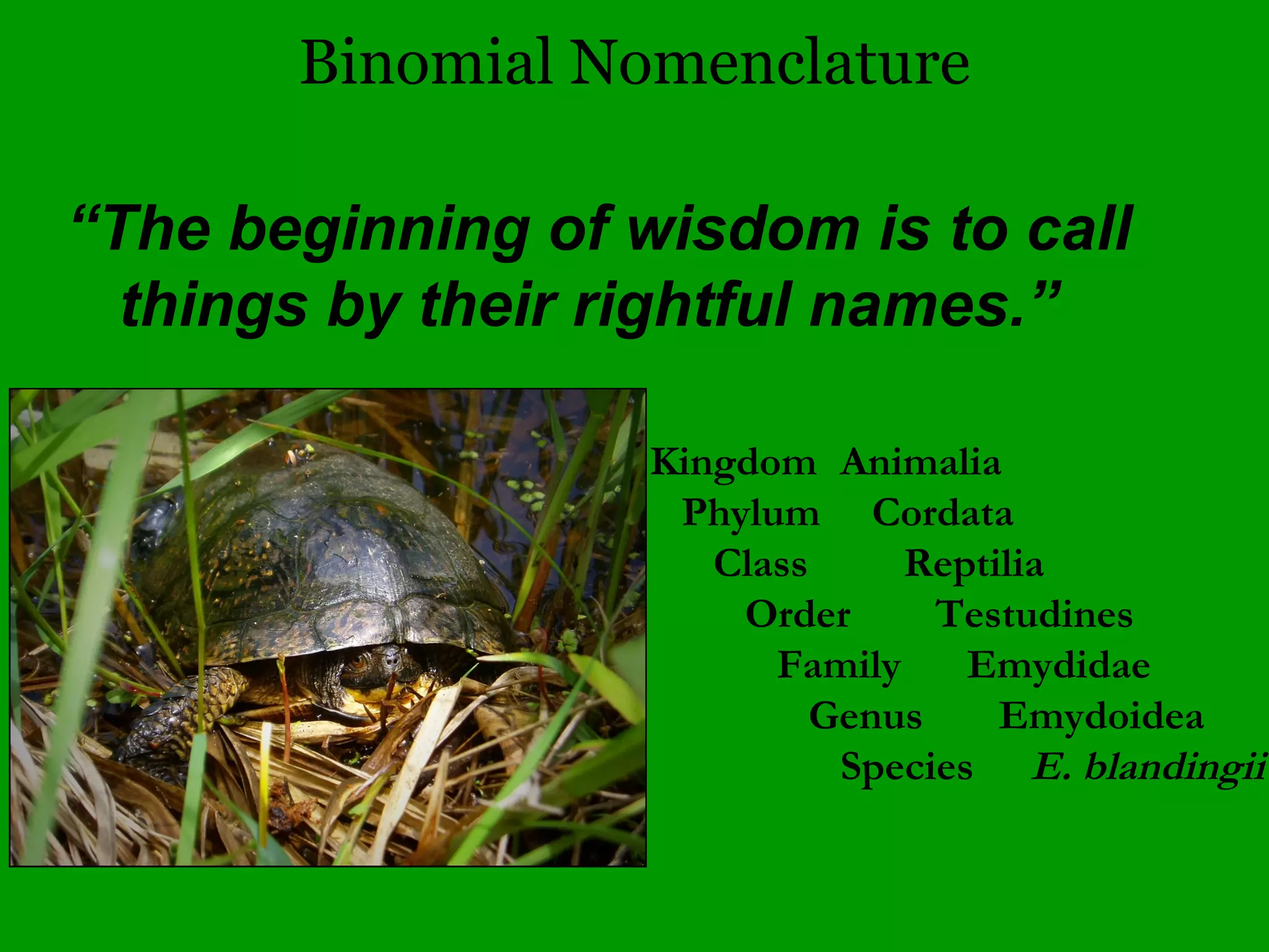Basic Flower Anatomy
• The male part is termed the Stamen, which consists of the anther
and filament.
• The female part is the Carpel, which consists of the stigma, style
and ovary.
 