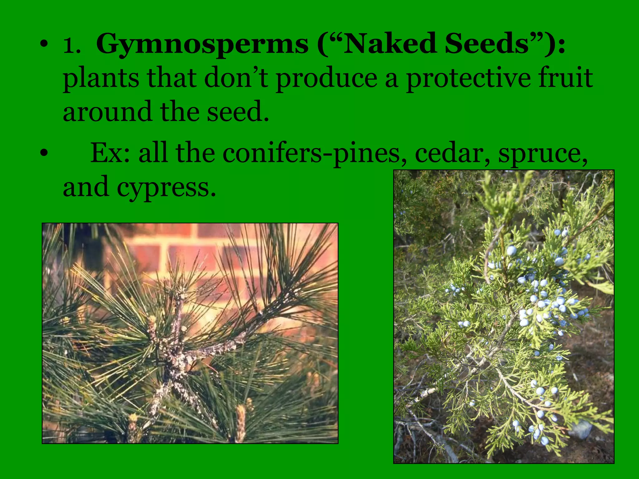 Monoecious
(one house)
Vs.
Dioecious
(two houses)
 