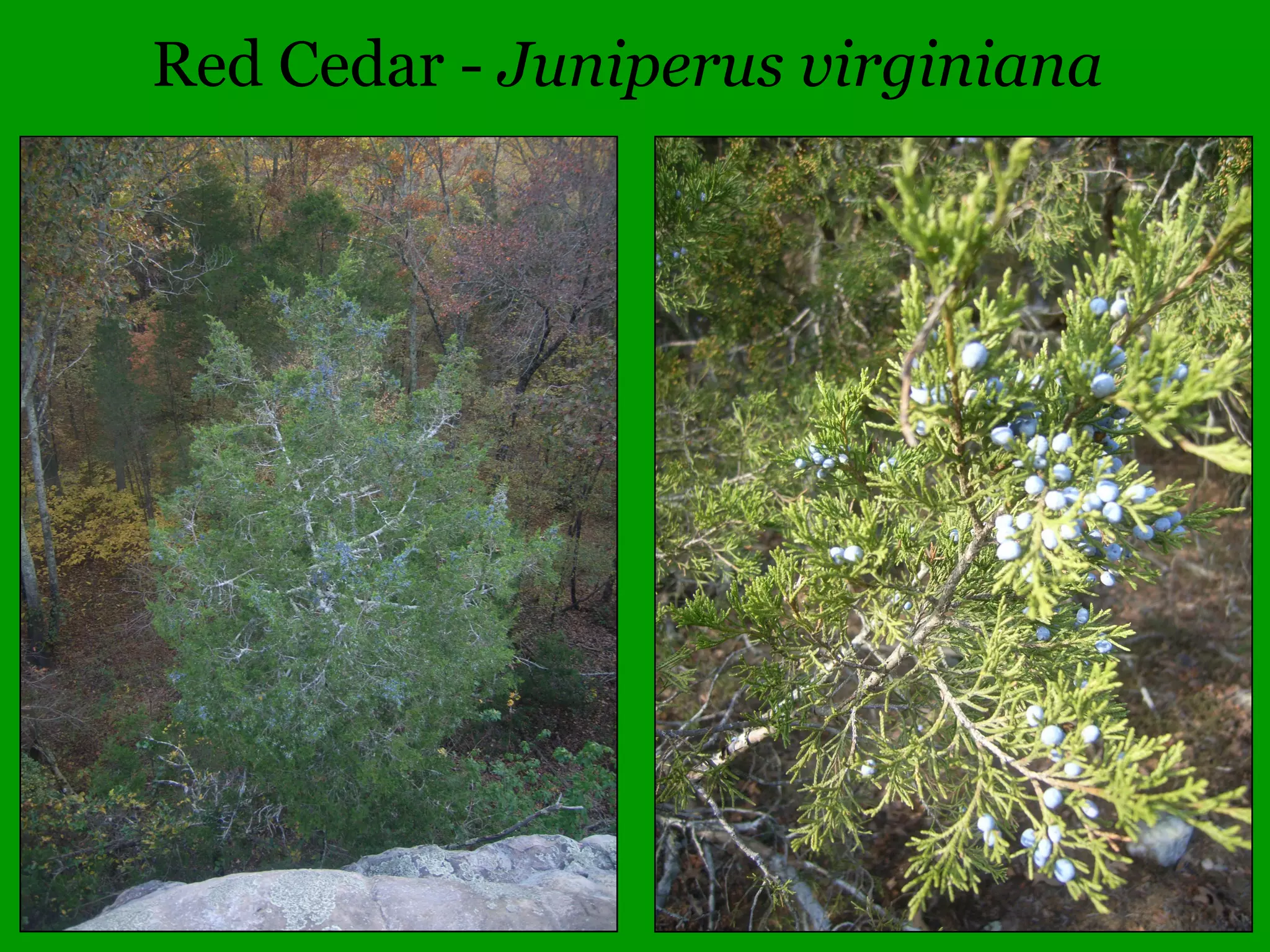 Imperfect, monoecious Imperfect, dioecious
Carex grayi Thalictrum dioicum
 