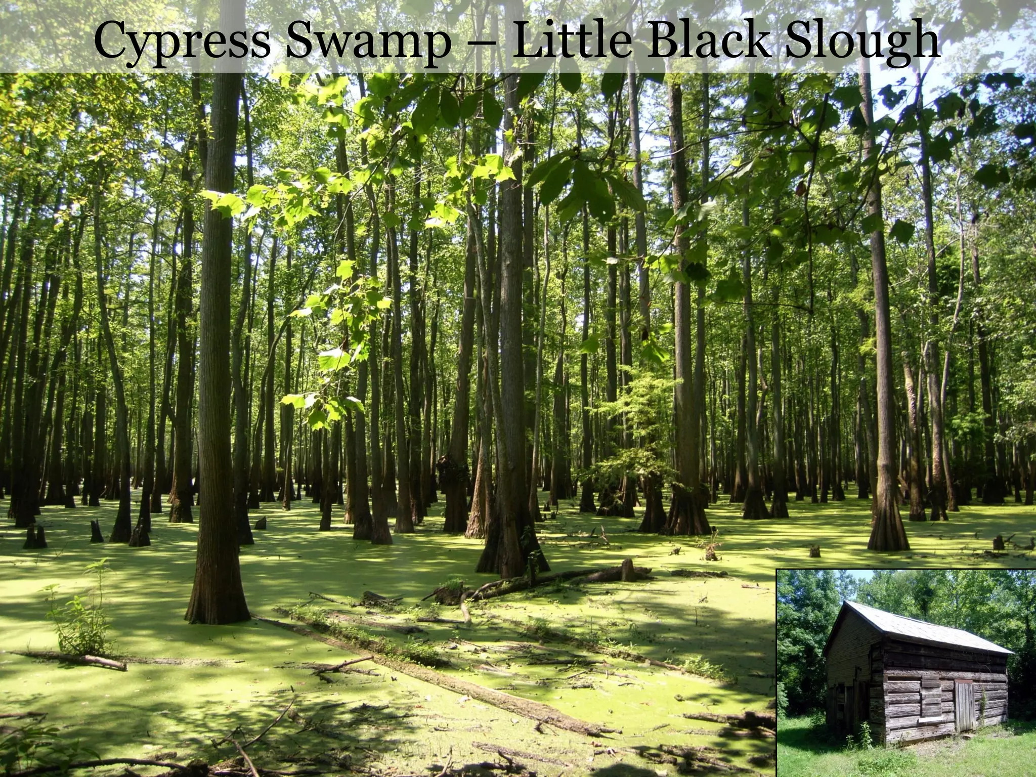 Latin Pronunciation
Pronounce every letter except diphthongs
Echinacea, Tradescantia, Opuntia, Ambrosia
“ch” is a “k” sound
Polystichum, Heuchera, Aristolochia
If a word has two syllables, the accent always goes with the next to the last (called the penult);
e.g., Àcer.
If a word has three or more syllables, the accent always goes either with the next to the last
(penult) or the third from the last (called the antepenult).
Synandra hispidula, Onoclea sensibilis, Liriodendron tulipifera
phyllum – rhizophyllum, Podophyllum, triphyllum
ae Pellaea, Arisaema, Chamaecrista
au Daucus carota
Eu Teucrium, Leucanthemum
Oe (phoebe), Platanthera peramoena, Ipomoea
Ui Equisetum
“oi” is not a diphthong!
Pleopeltis polypodioides
Pronounce when ending with “e”
Silene, canadense, sessile, hyemale
Latinized last names (one or two i’s)
Dodecatheon frenchii, Emydoidea blandingii
Most trees have been feminized!
Quercus rubra, Fagus grandifolia, Ulmus americana
 