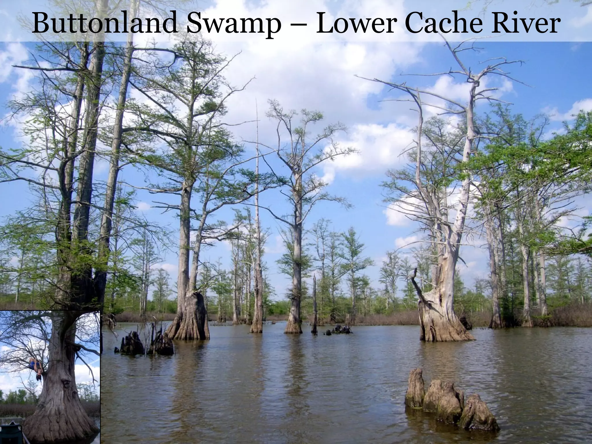 Latin Pronunciation
English pronunciation of vowels
A – E – I – O - U
Latin pronunciation of vowels
Ah – Eh – EE – Oh - OO
 