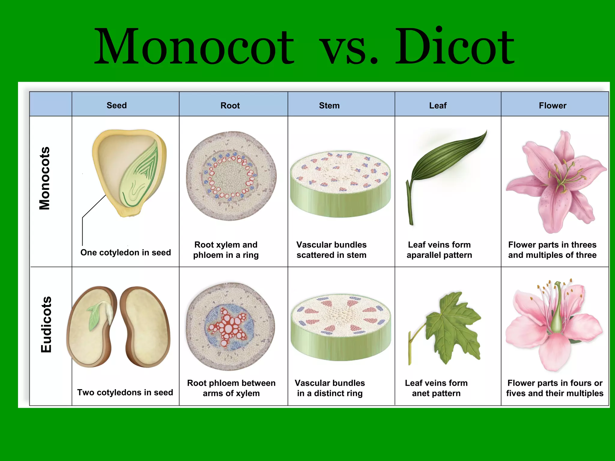 Gymnosperms
Vs.
Angiosperms
 