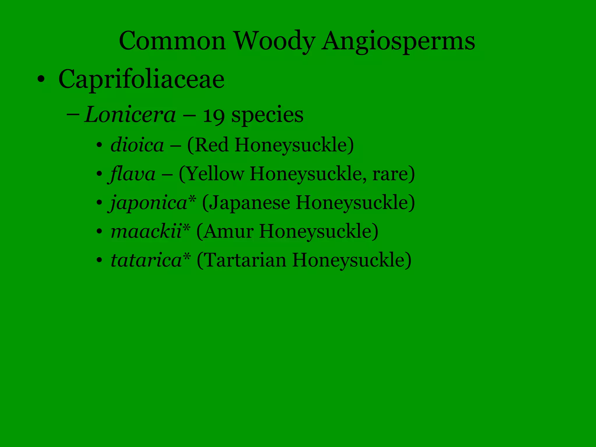 Leaf veins form a parallel pattern
 