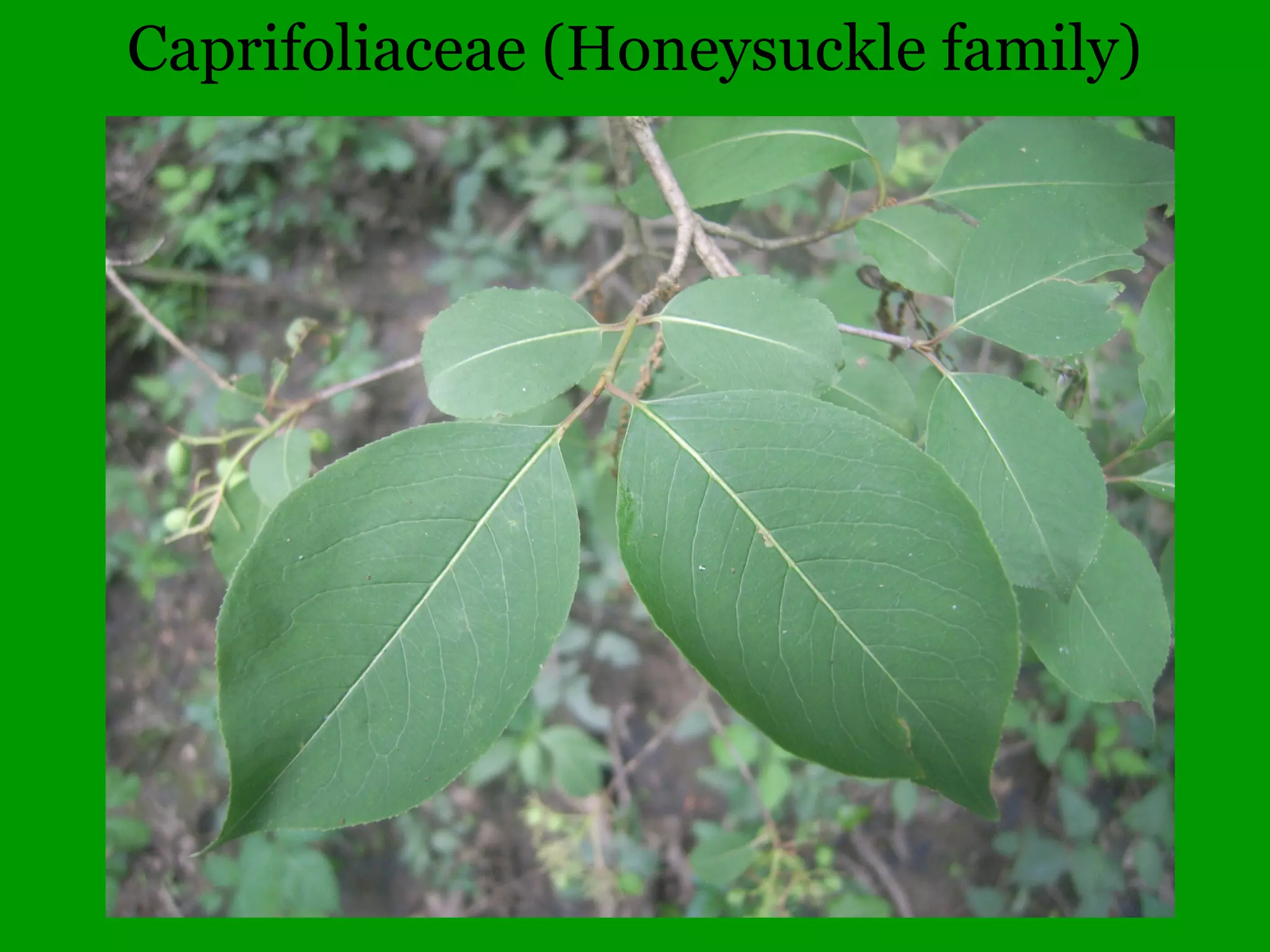 Leaf veins form a net pattern
 