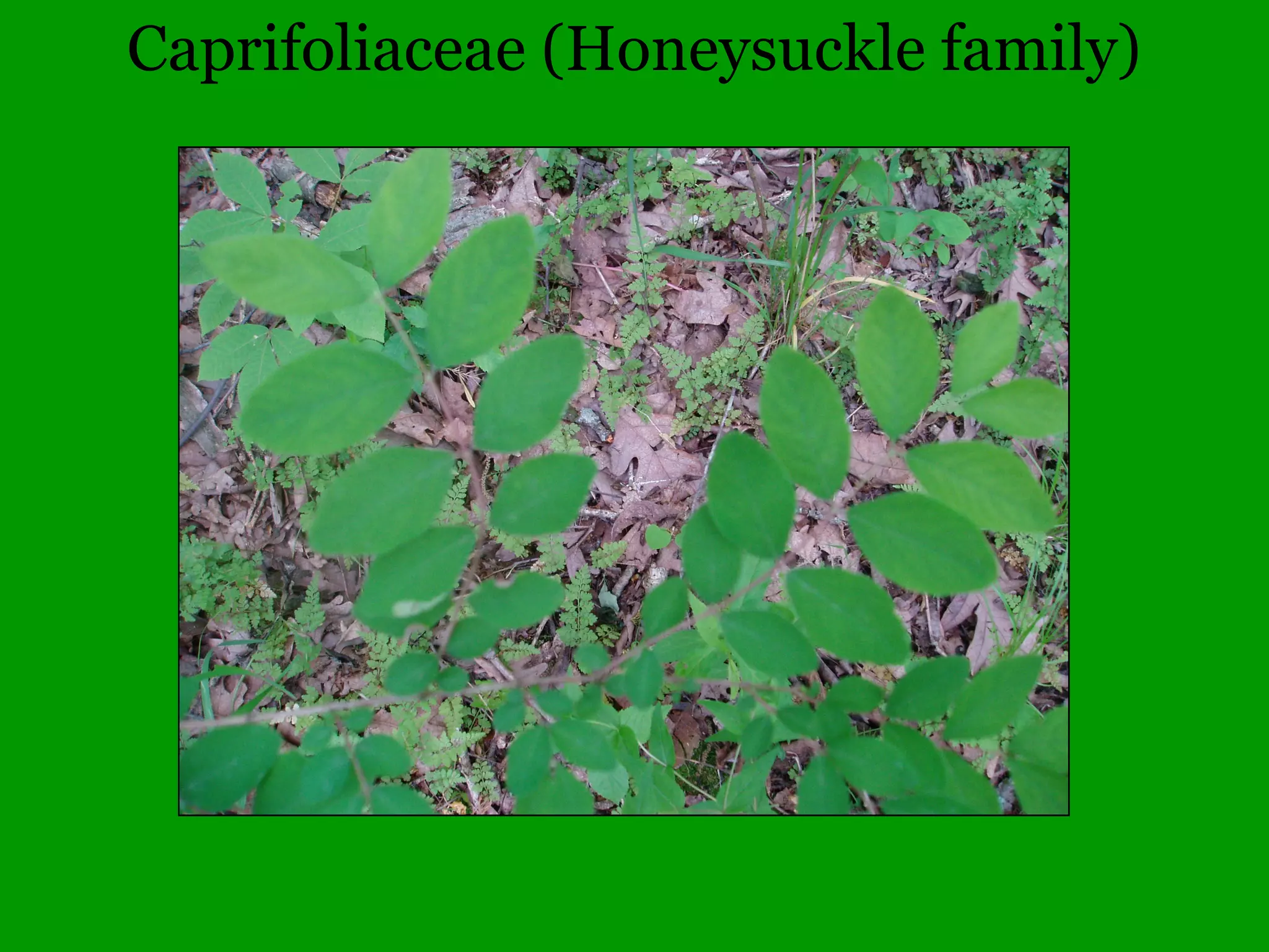 Flower parts in fours or fives
and their multiples
 